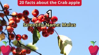 20 Facts about crab apple
