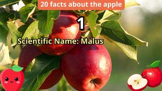 20 Facts about apple