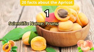 20 Facts about apricot