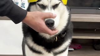 Having a dog is for fun