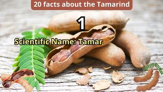 20 Facts about the tamarinda