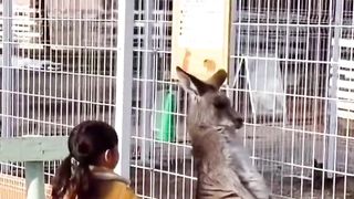 Girl gives kangaroo lao