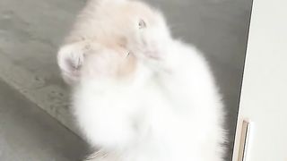 A kitten scratching the air