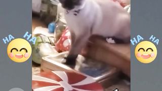 Funniest Animals 2023 ???? Funniest Cats and Dogs ???????? mj tv media..