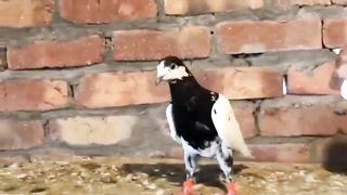 Beautiful pigeon sialkoti sweet breadar pair
