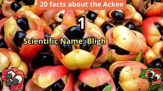 20 Facts about ackee