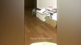 You Laugh You Lose ???? Funniest Cats and Dogs ???????? 5