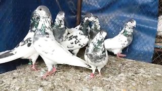 35waly pigeon beautiful breeder pair best flying