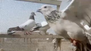 Golden faroz puri beautiful breeder pair best flying