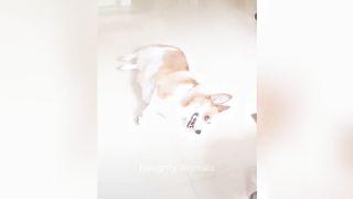 You Laugh You Lose ???? Funniest Cats and Dogs ???????? 3