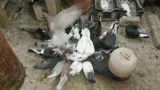 Mix pigeon beautiful breeder pair