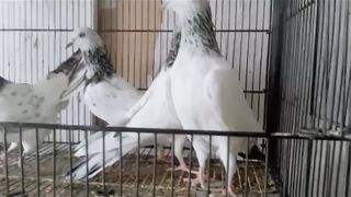 Moti waly pigeon beautiful breeder pair
