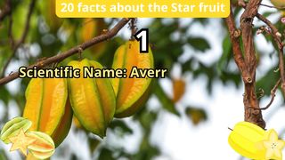 20 Facts about star fruit