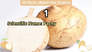 20 Facts about jicama
