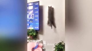 You Laugh You Lose ???? Funniest Cats and Dogs ???????? 6