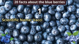 20 Facts about blue berries