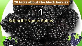 20 Facts about black berries