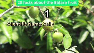 20 Facts about bidara fruit