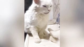 Funniest Animals ???? New Funny Cats and Dogs Videos ????????if you laugh you have to restart