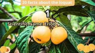 20 Facts about loquat