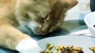 Orange cat pretends to sleep, even though he wants to steal Fishh