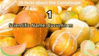 20 Facts about cantaloupe