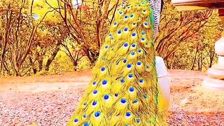 nature beautiful HD video ????????????????