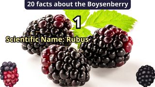 20 Facts about boysenberry
