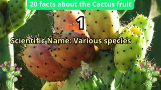 20 Facts about cactus fruit