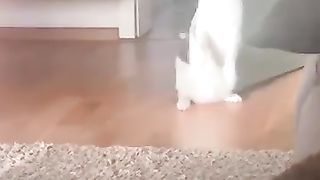 Laugh Out Loud: Funny Cats and Dogs Videos 2023! ???????? #1 Hilarious Pet Moments"