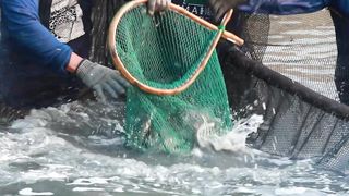 Pag-aalaga ng Malaga sa Fishponds _ Episode 120.