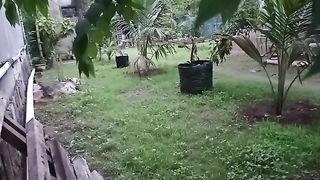 Bright morning birds chirping and chickens excited to welcome the day in rural Indonesia