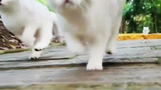 Amazing video cat...