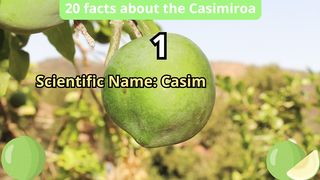 20 Facts about casimiroa