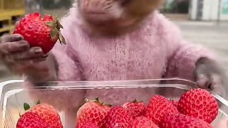 Funny Monkey Viral Video 97