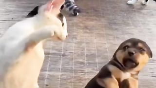 Funny cat #kucing lucu #kucing gemoy 4