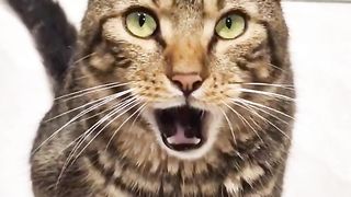 Petitou de retour