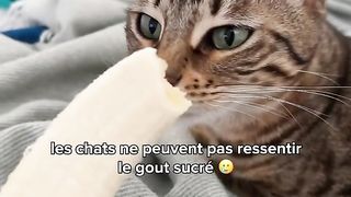 Ces choses que tu ne savais pas sur les chats ????