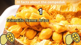 20 Facts about cempedak