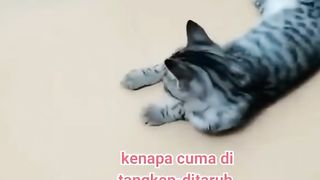 Kelakuan Kuceng Nbikin kang Tikus Depresot