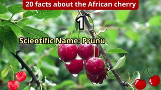20 Facts about african cherry