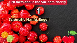 20 Facts about surinam cherry
