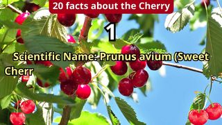 20 Facts about cherry