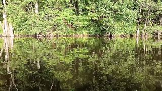 the sound of natural beauty in the forest