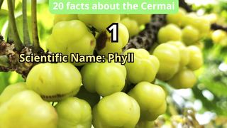 20 Facts about cermai