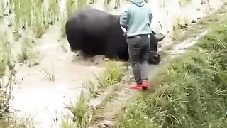 Black Buffalo