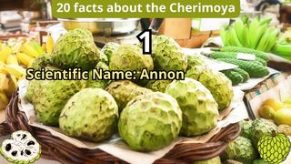20 Facts about cherimoya
