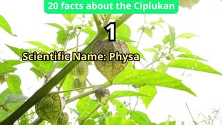 20 Facts about ciplukan
