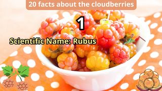 20 Facts about cloudberries