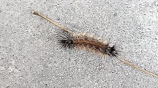 What is this???.... amazing